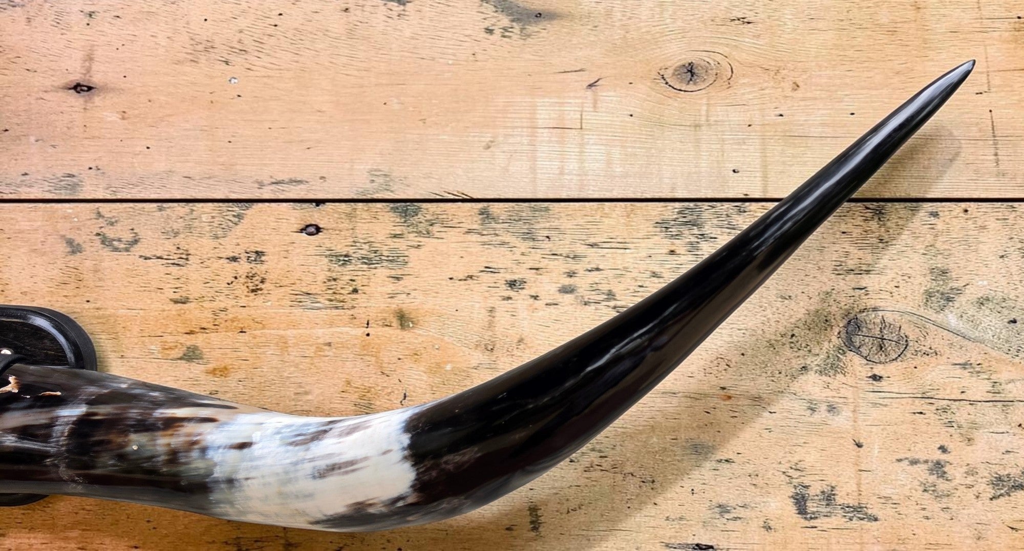 Mounted Steer Horns