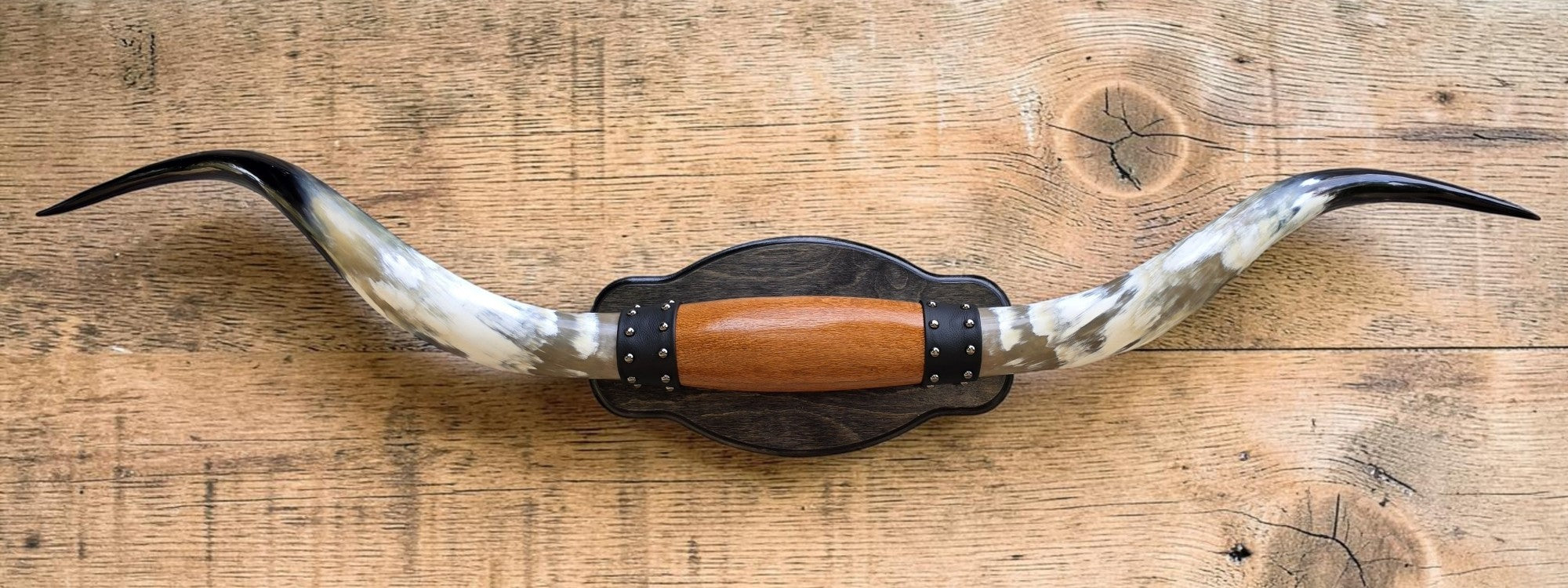 Mounted Steer Horns