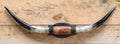 Mounted Steer Horns
