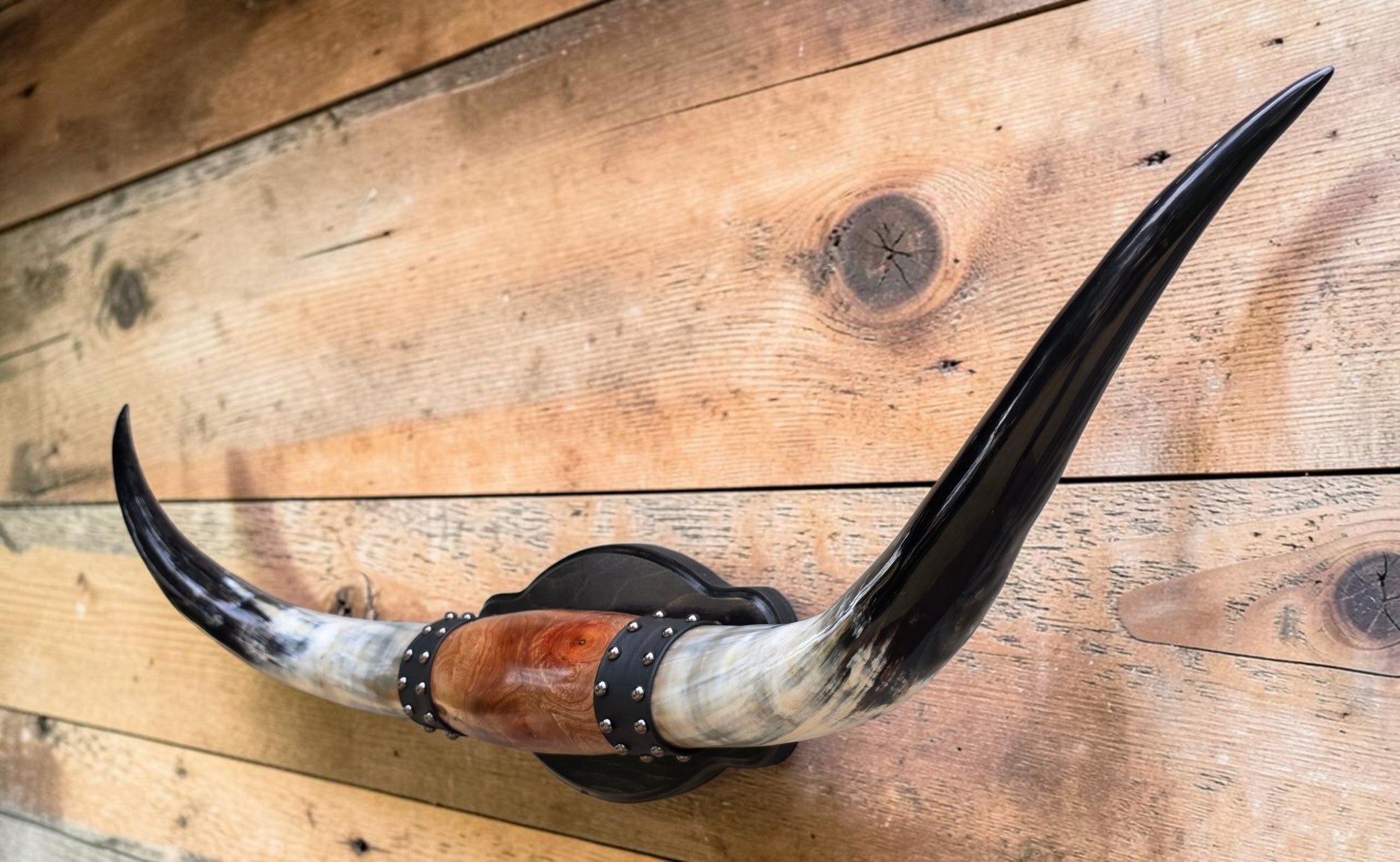 Mounted Steer Horns