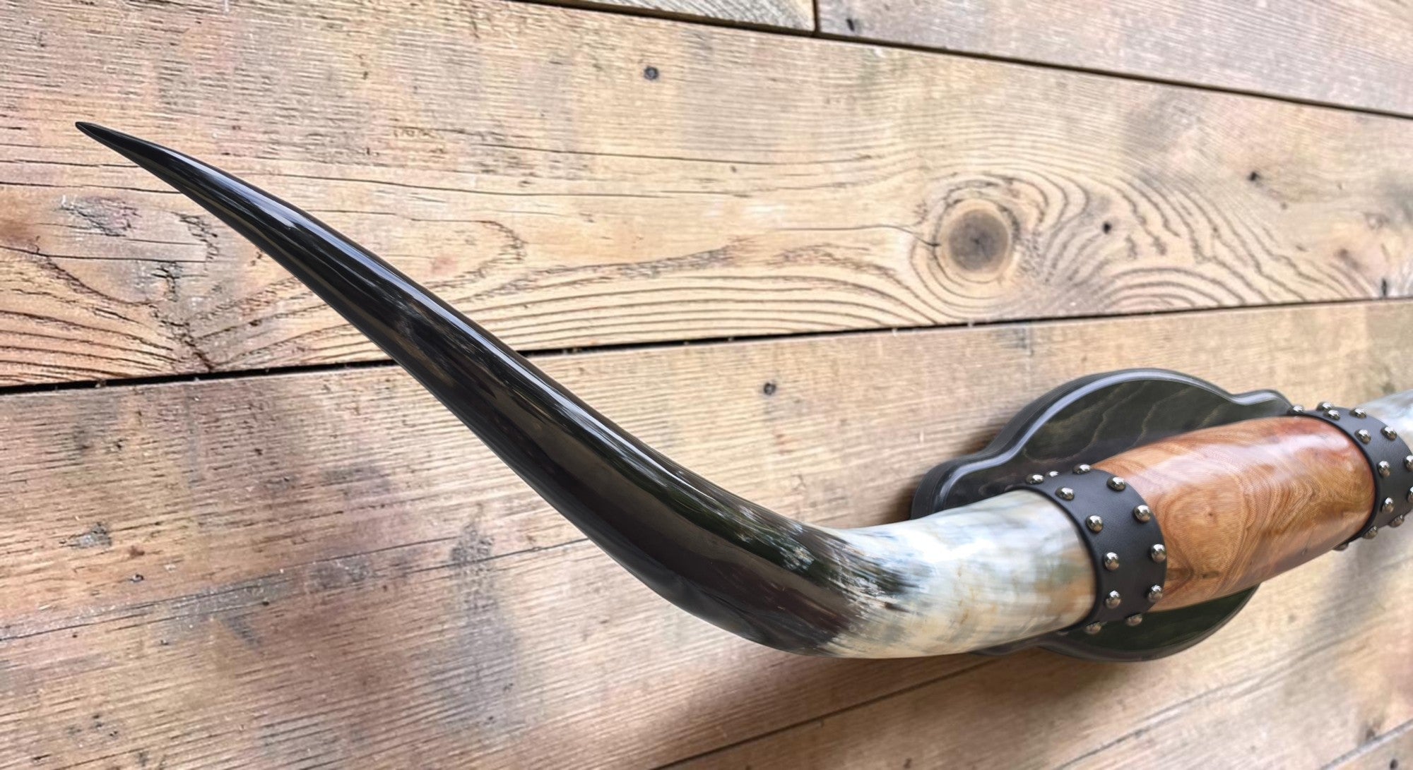 Mounted Steer Horns
