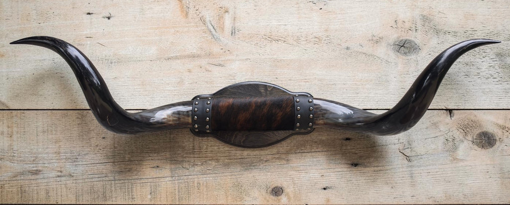 Mounted Steer Horns