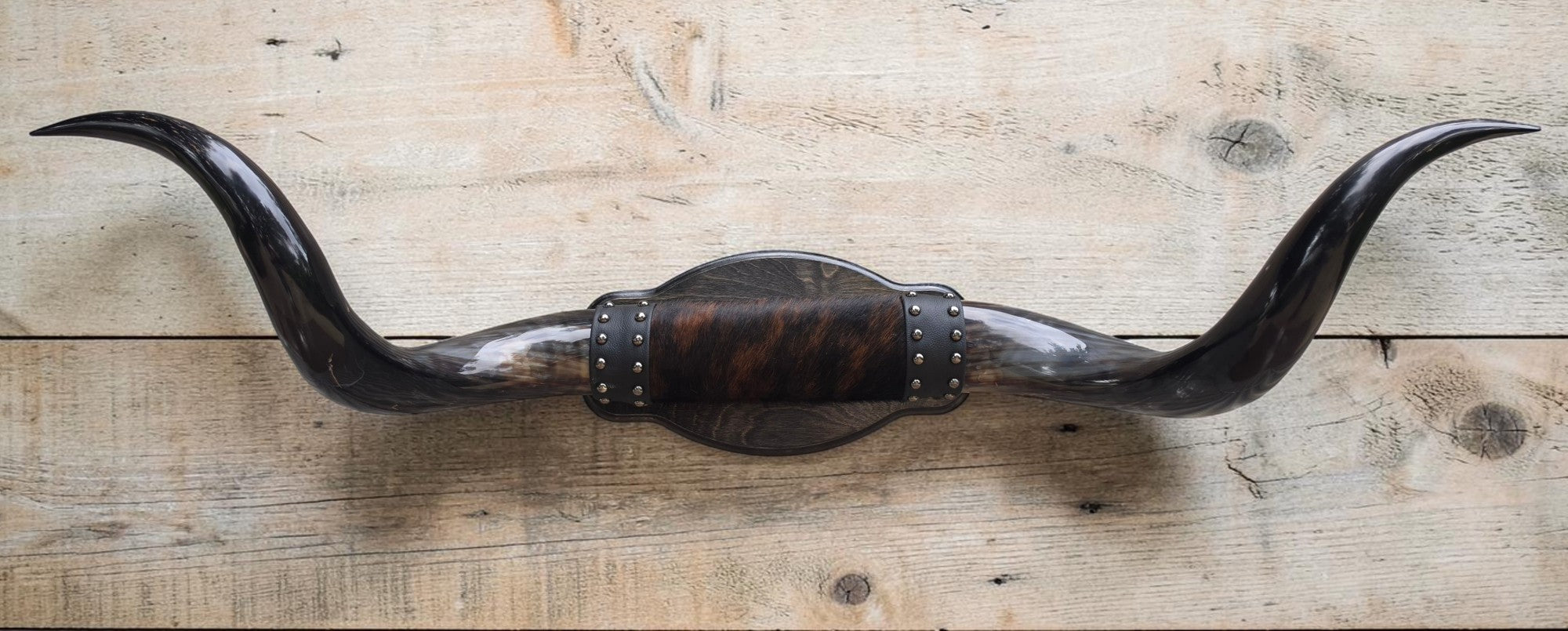 Mounted Steer Horns