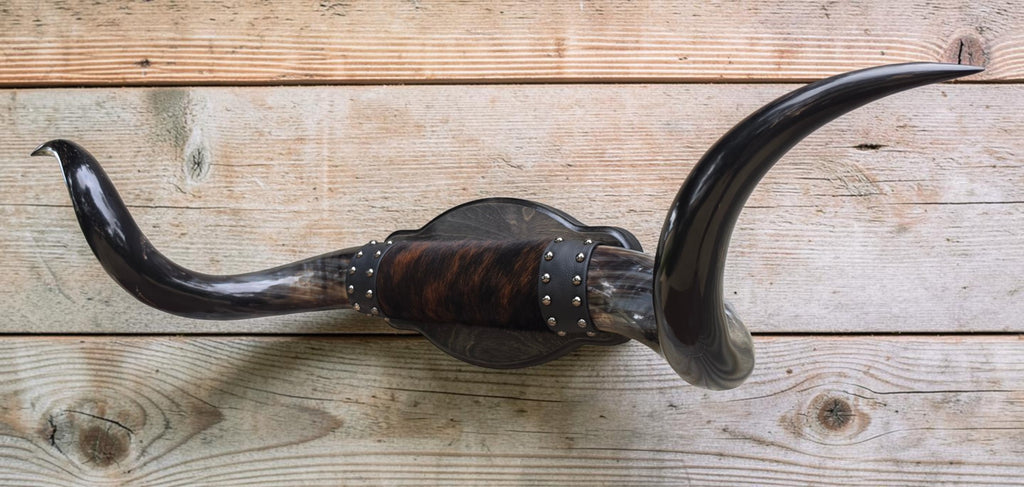 Mounted Steer Horns