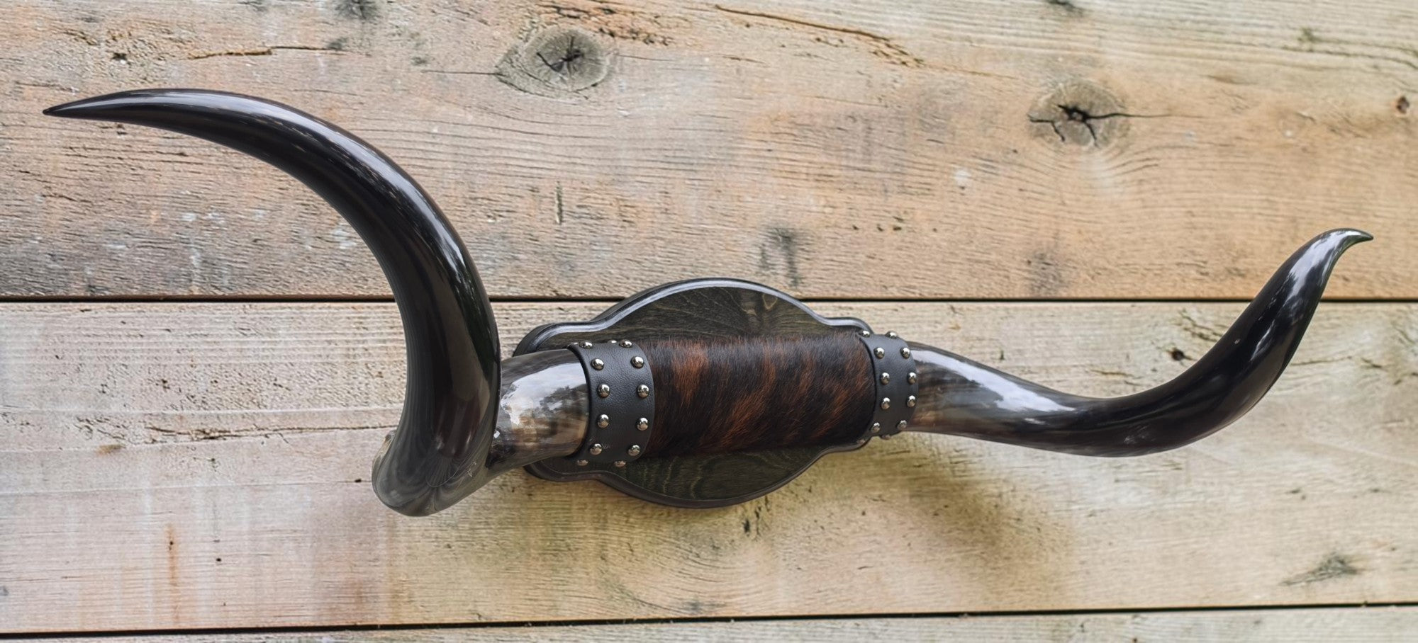 Mounted Steer Horns