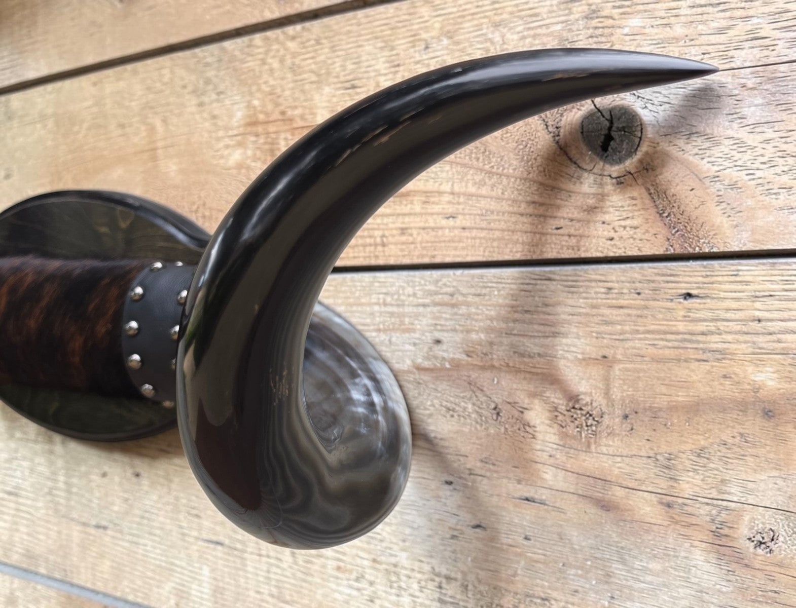Mounted Steer Horns