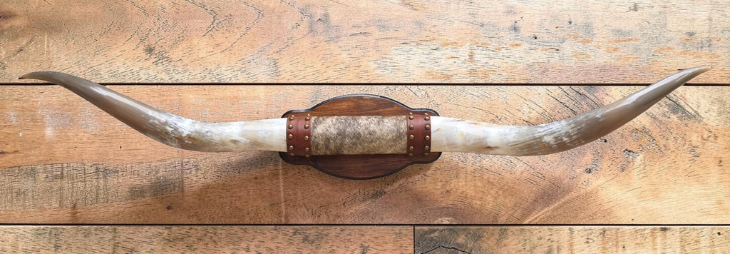 Mounted Steer Horns