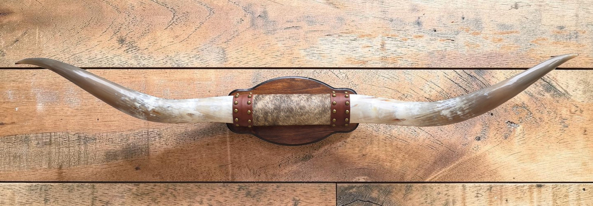 Mounted Steer Horns