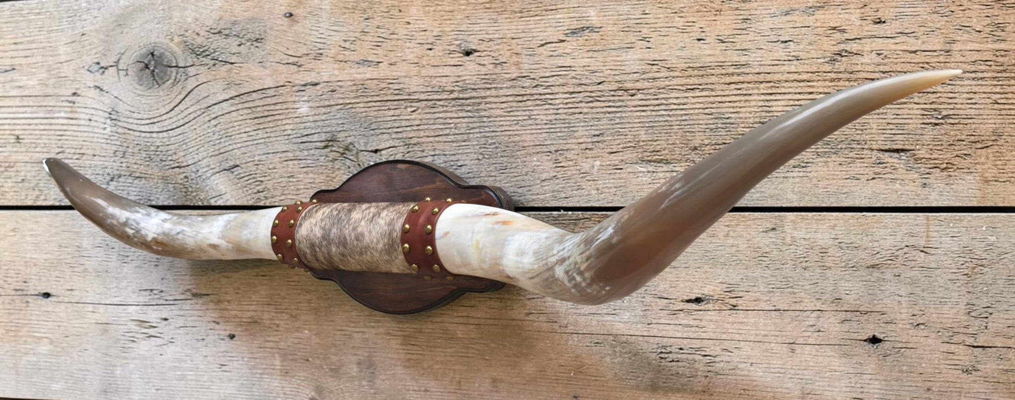 Mounted Steer Horns