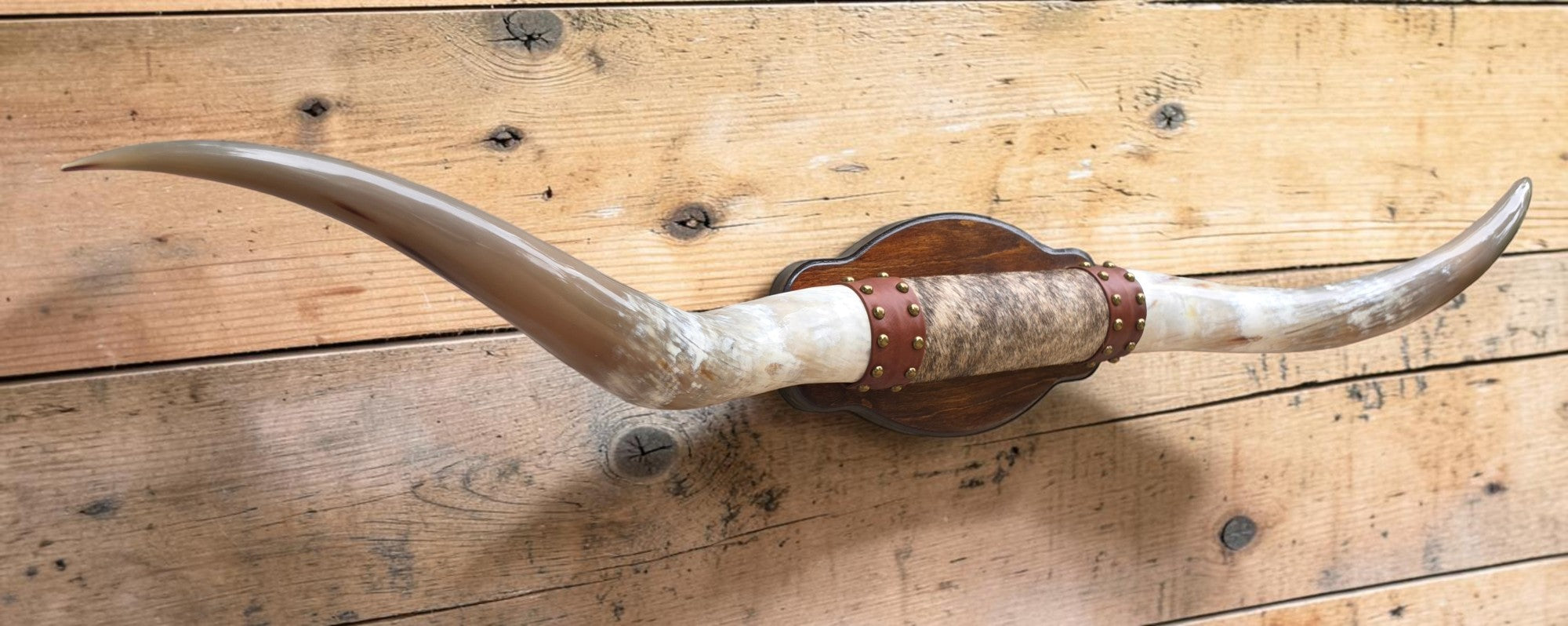 Mounted Steer Horns