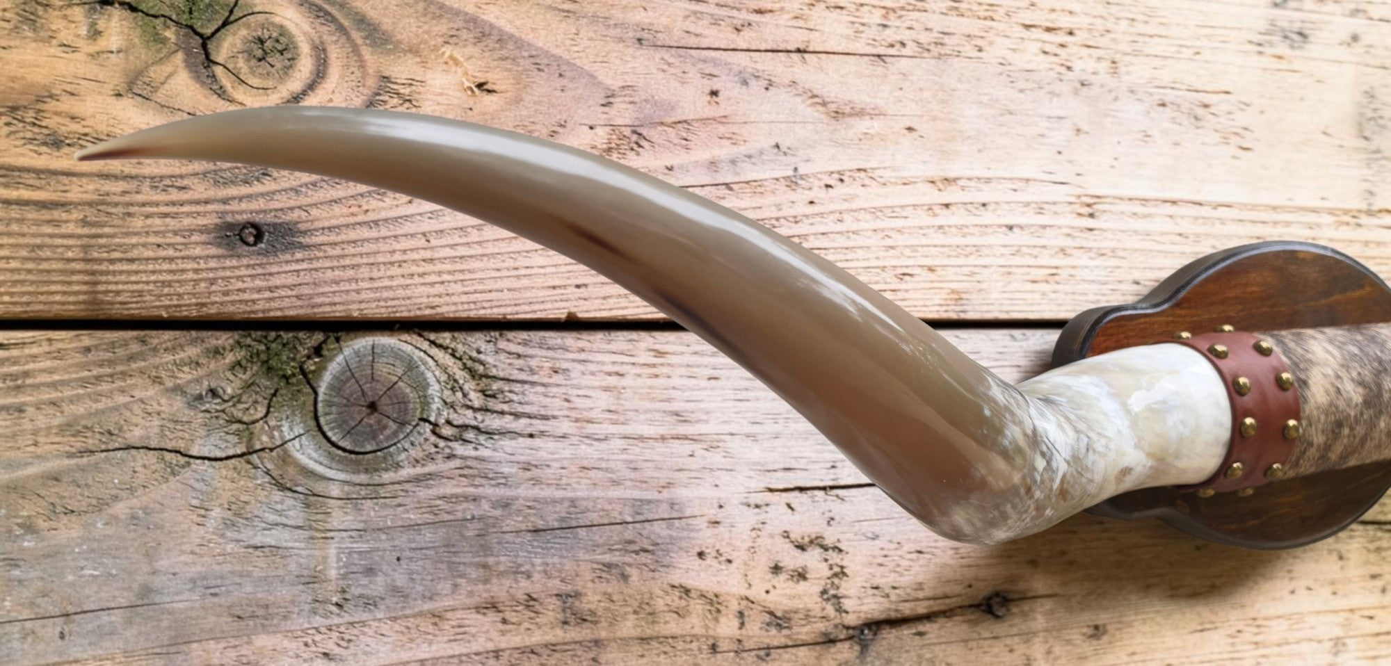 Mounted Steer Horns