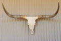 Texas Longhorn Skull and Horns