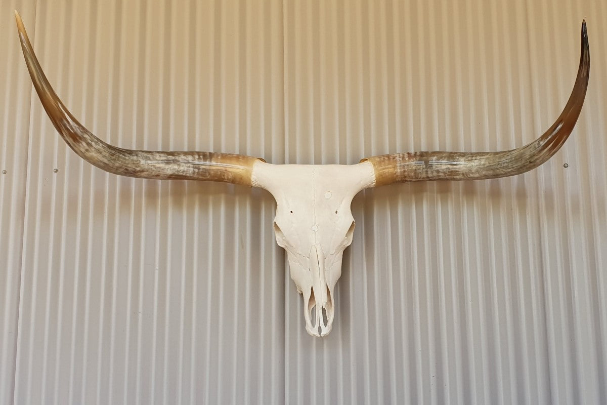 Texas Longhorn Skull and Horns