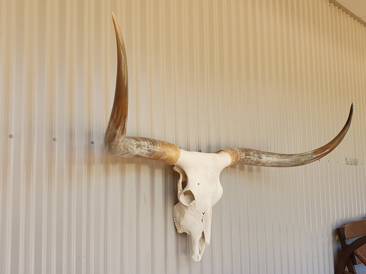 Texas Longhorn Skull and Horns