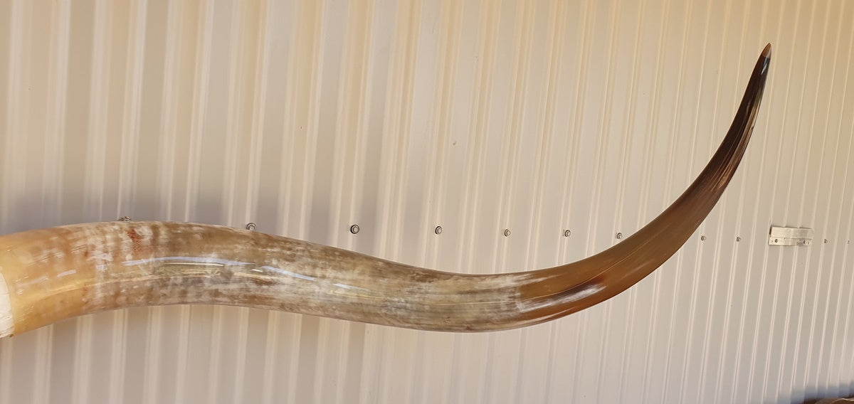 Texas Longhorn Skull and Horns