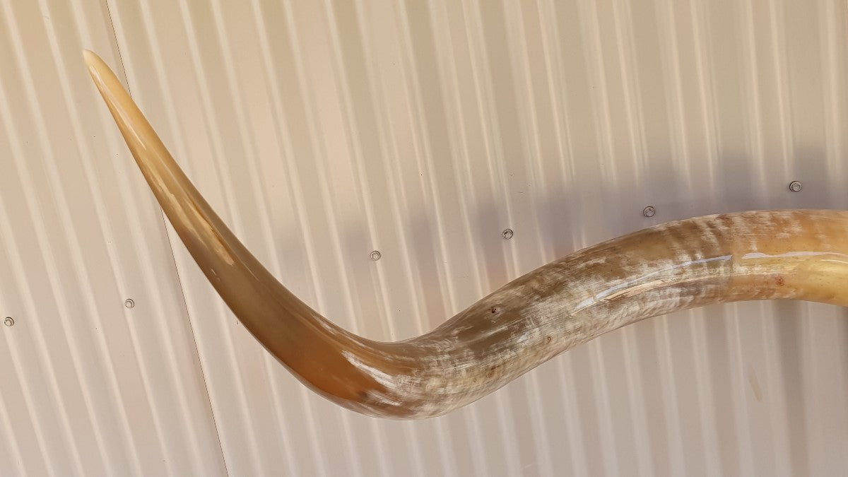 Texas Longhorn Skull and Horns